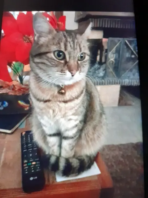 chatte lost   89600 Saint-Florentin Maly  " mimine "